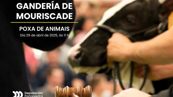 Disponibles todos los detalles de los animales que se subastarán en Mouriscade el próximo 29 de abril