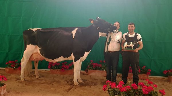 La nueva vaca gran campeona de Pozoblanco se llama Copada Fever 5