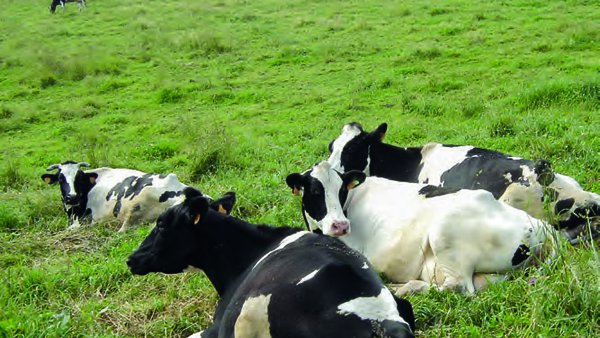 “Leche de pastoreo” y “Leche de pasto”. Es urgente una figura de calidad reconocida oficialmente