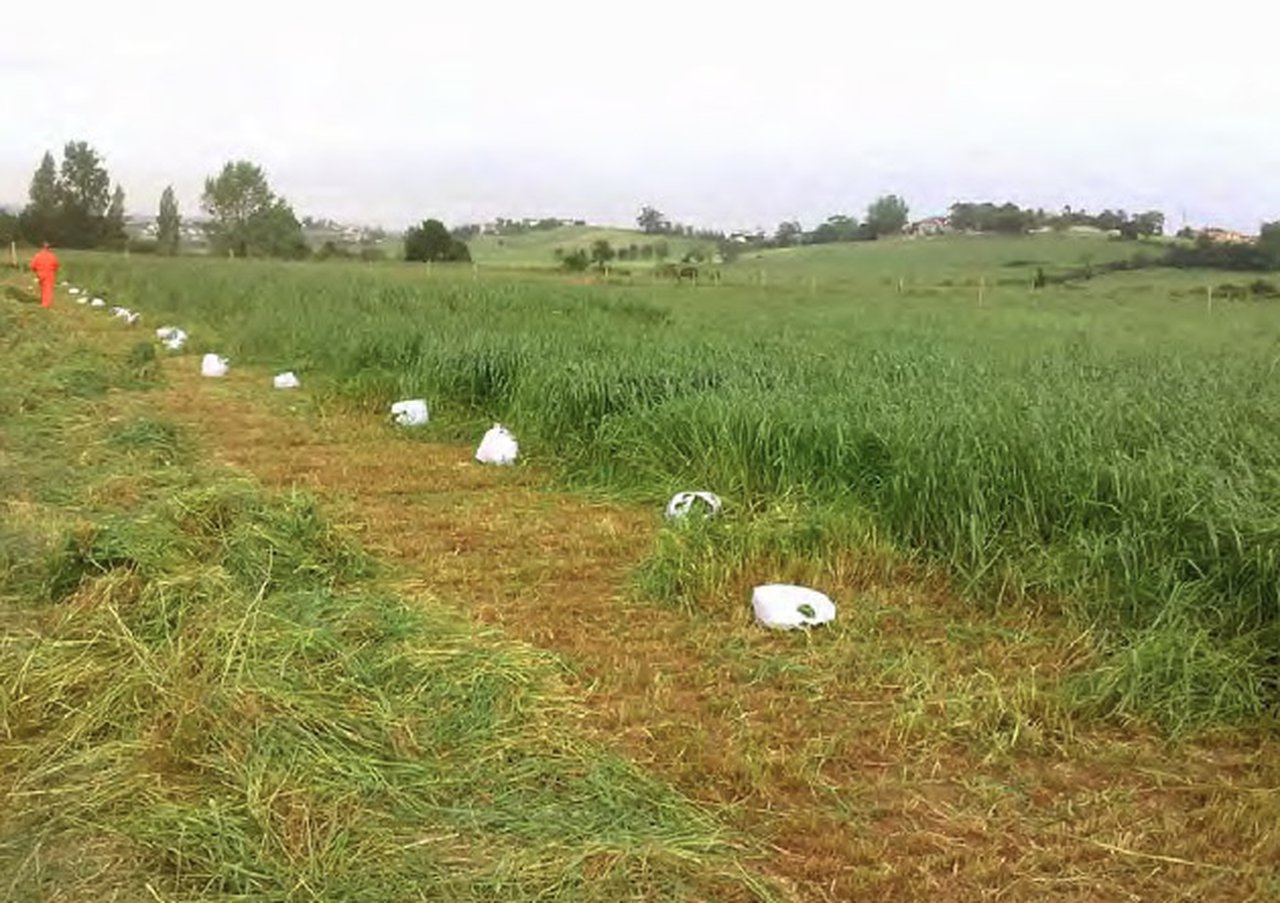 Produción e valor nutritivo de raigrases puros ou asociados a raigrases e leguminosas