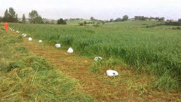 Produción e valor nutritivo de raigrases puros ou asociados a raigrases e leguminosas