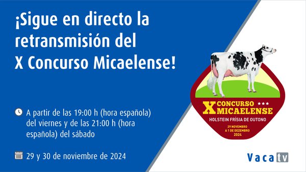 El concurso frisón de otoño en Azores alcanza su décima edición este fin de semana