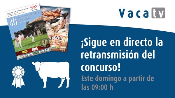 Este domingo, Vaca TV en directo dende Gijón!