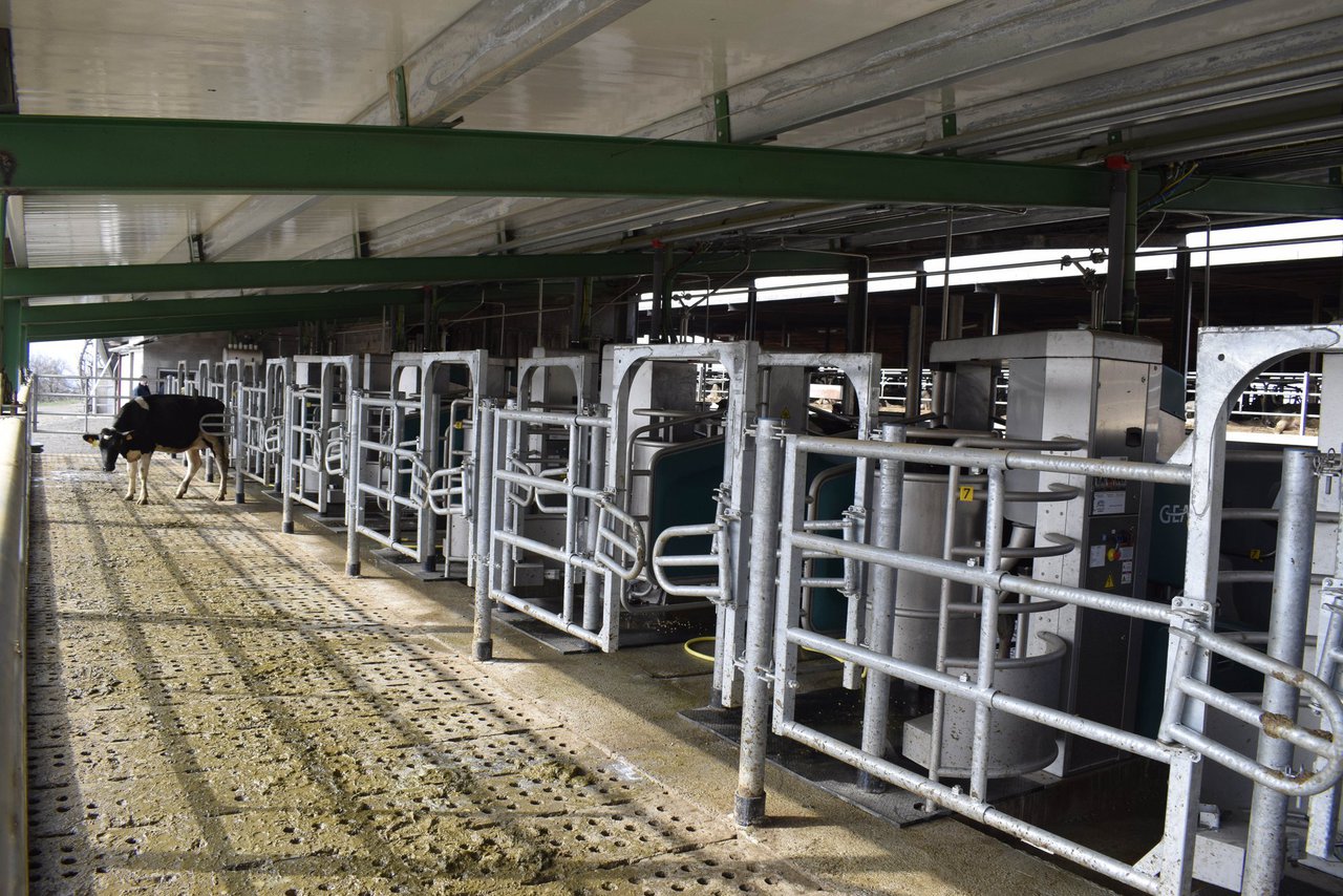 Batch Milking, el nuevo concepto de GEA para un ordeño automatizado por lotes