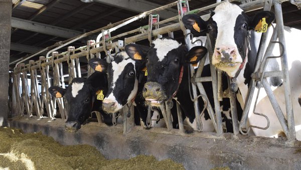 El MAPA registra un precio medio de la leche en España para el mes de julio que se mantiene en los 47 céntimos por litro
