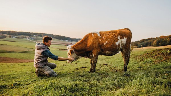 A UNIR aposta pola formación en reprodución bovina