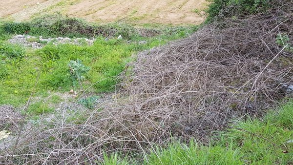 Solicitar permisos para queimas agrícolas será posible desde mañá