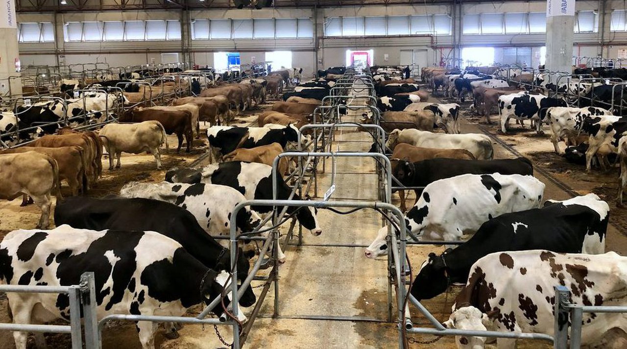 O prezo medio de venda das vacas de descarte supera os 1.200 euros en Silleda