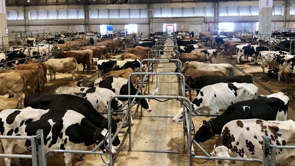 O prezo medio de venda das vacas de descarte supera os 1.200 euros en Silleda