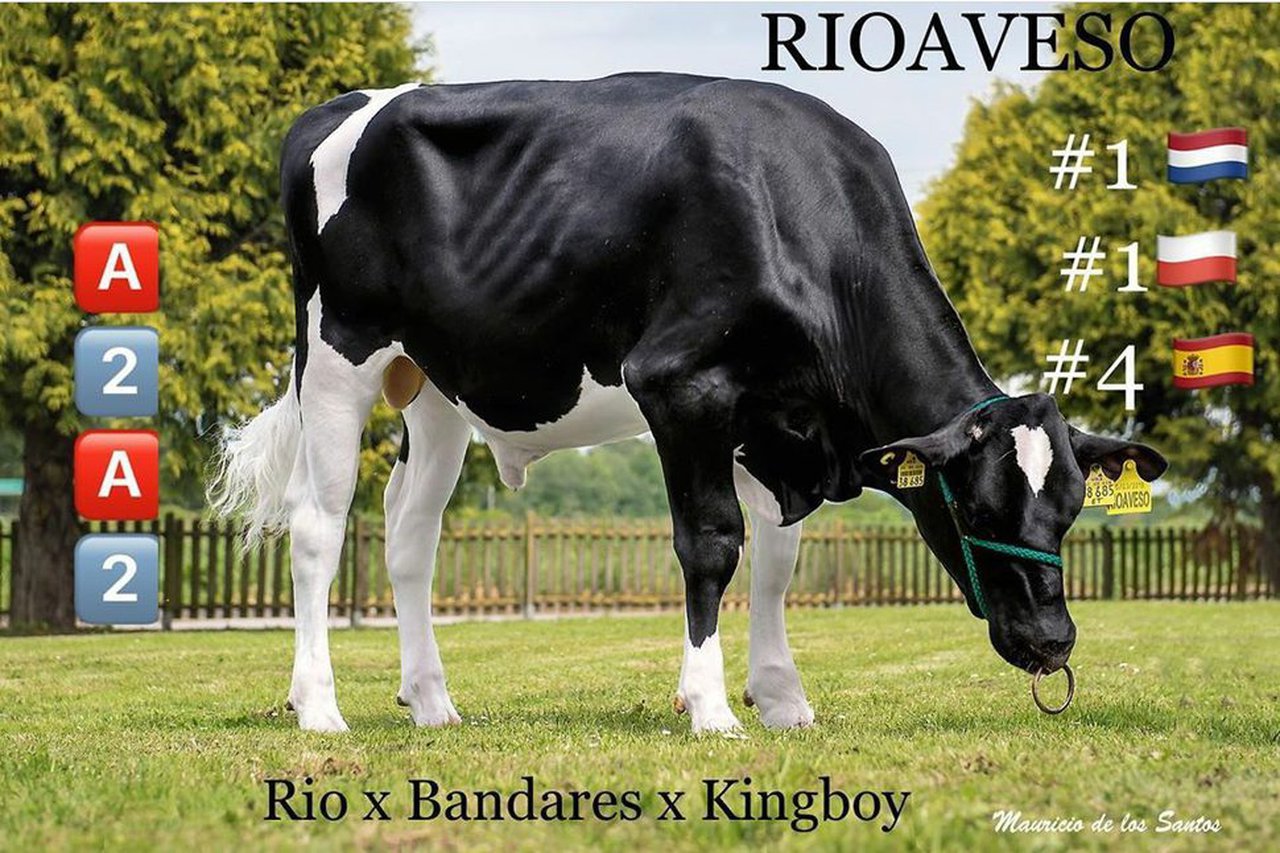 Rioaveso, de Xenética Fontao, número 1 en Holanda e Polonia