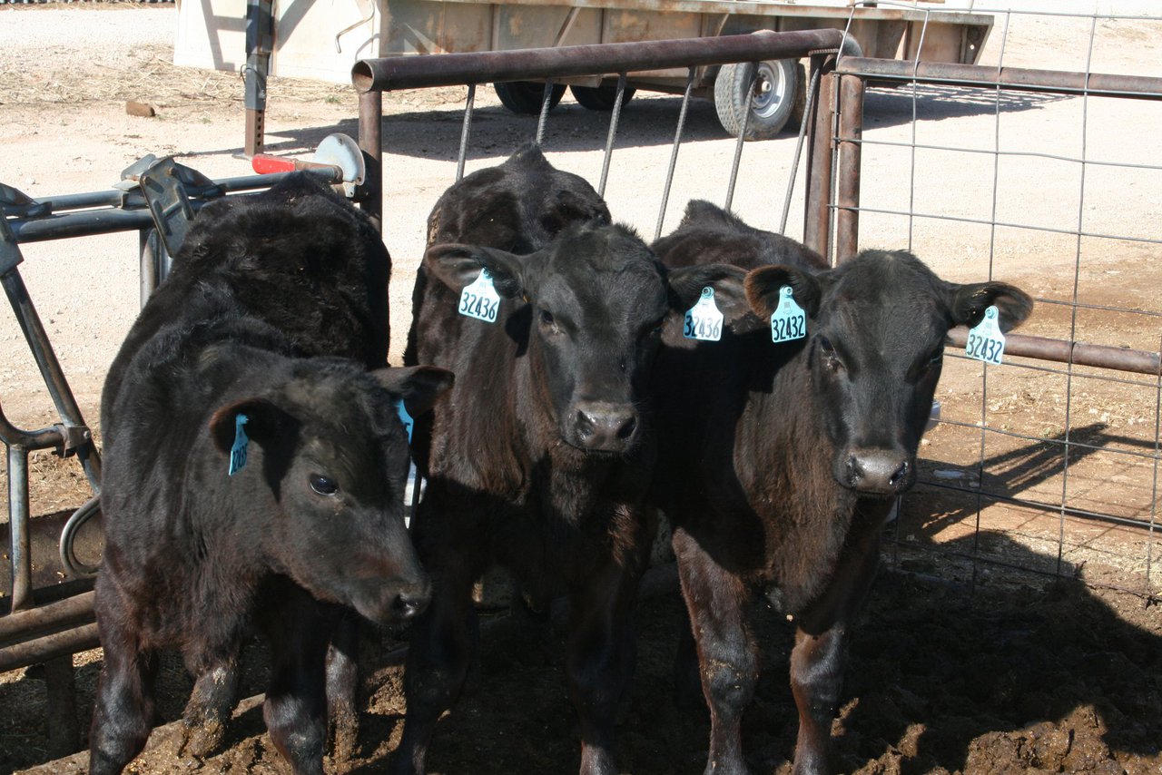 ABS España e Coren acordan unha colaboración para a mellora da cadea de produción de carne