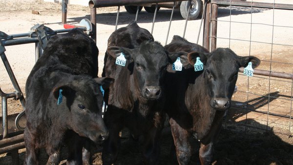 ABS España e Coren acordan unha colaboración para a mellora da cadea de produción de carne
