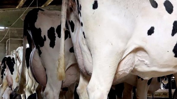 Fefriga distingue o traballo dos mellores criadores de 2019