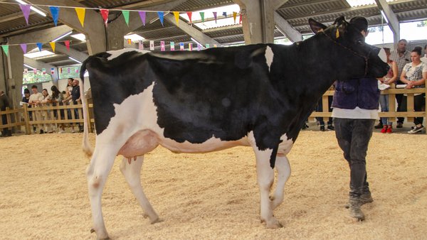 Sarria acollerá este sábado unha nova edición da poxa de gando frisón