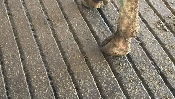 Manexo e instalacións que poden mellorar a saúde podal do rabaño (II)