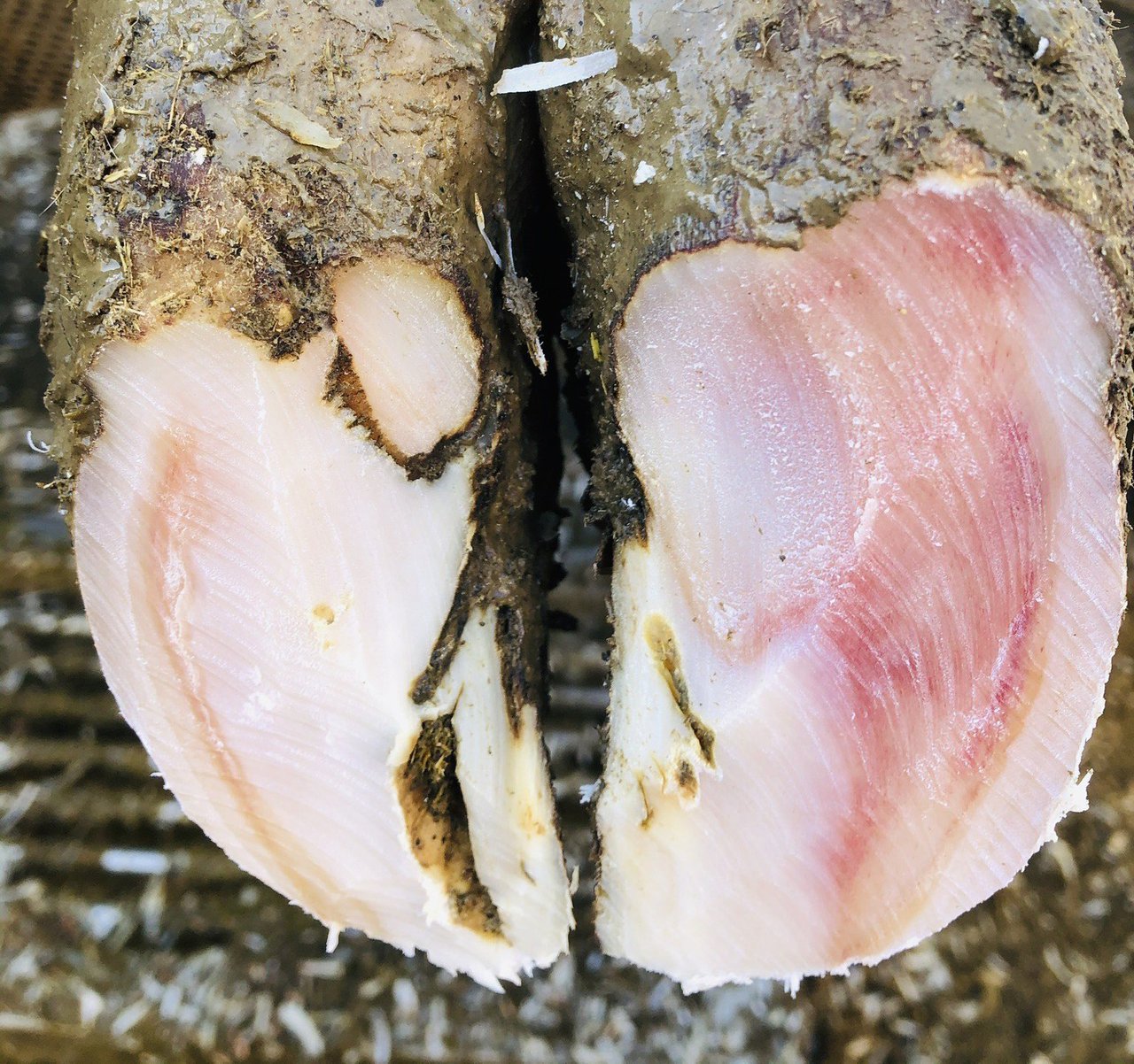 O control da inflamación, un punto clave para controlar as coxeiras