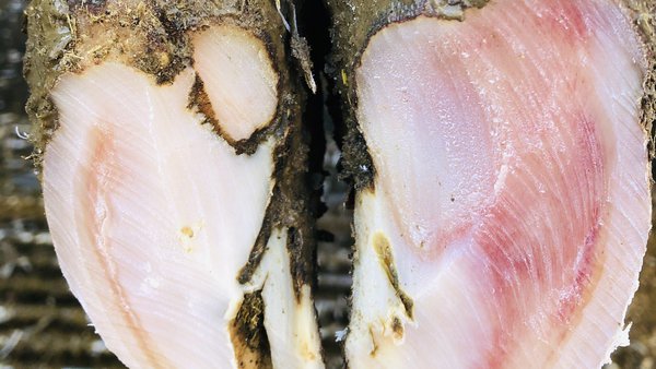 O control da inflamación, un punto clave para controlar as coxeiras