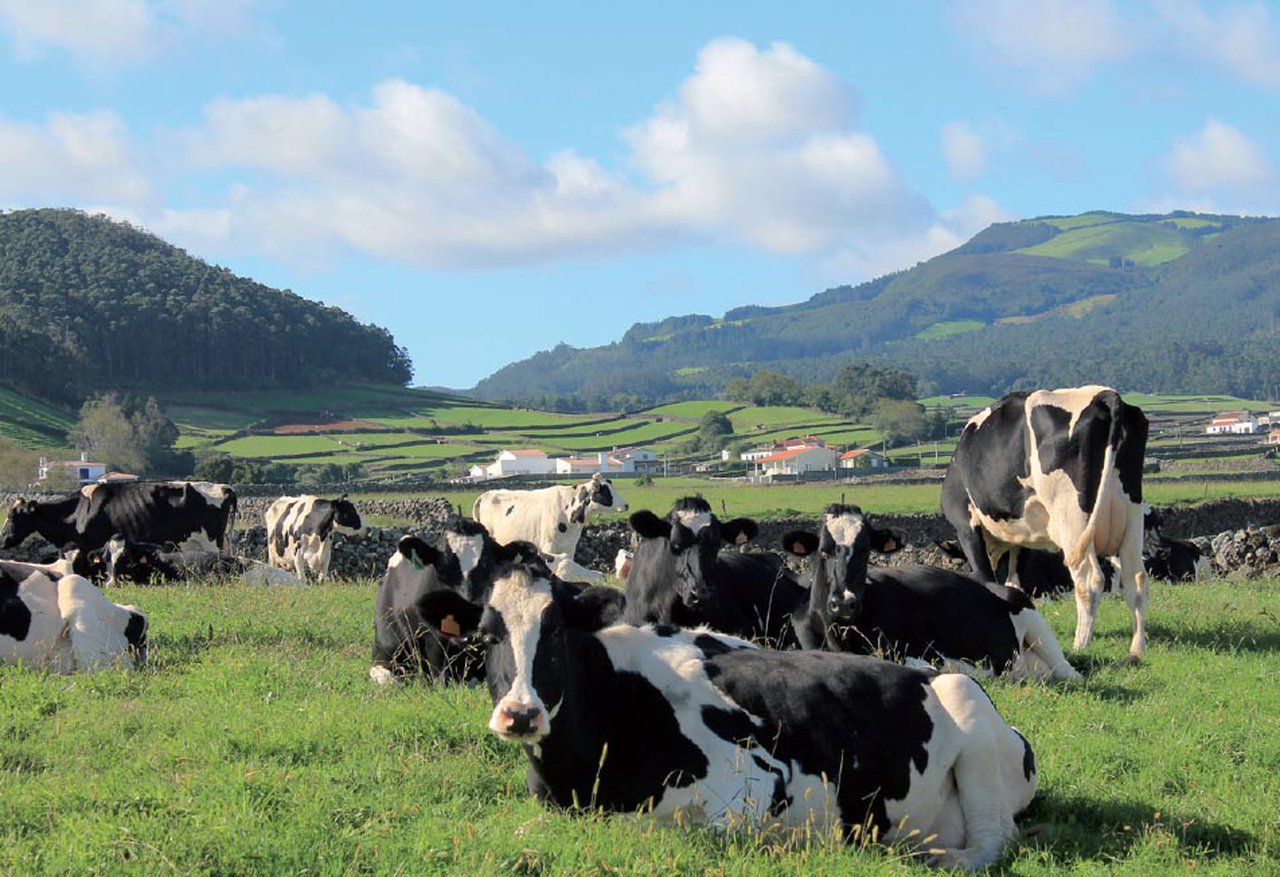 Pedicura bovina en la isla Terceira de Azores