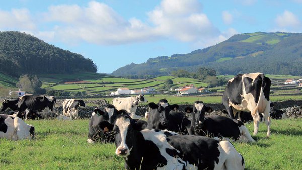 Pedicura bovina en la isla Terceira de Azores