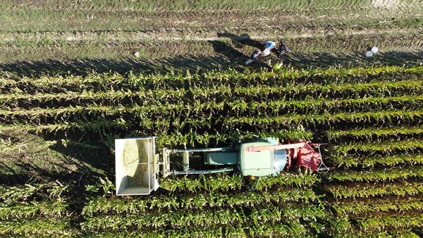Red de ensayos de Syngenta y tipos de campos para el testaje de variedades de maíz