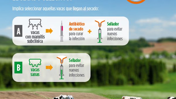 Experiencia de campo proba a redución á metade do uso de antibióticos sen aumento das mamites clínicas