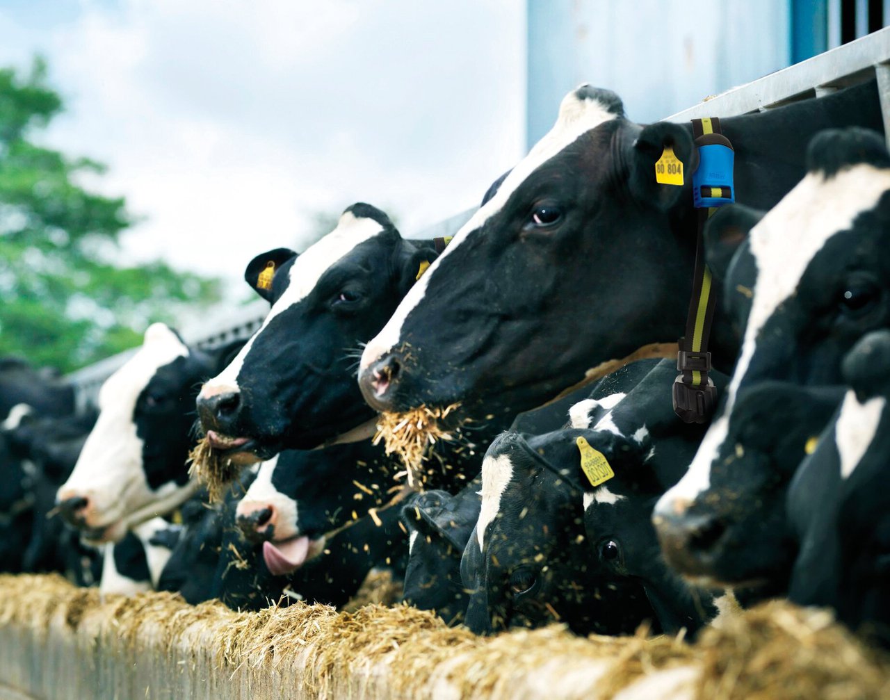 MSD Animal Health despregará a súa gama de produtos e solucións tecnolóxicas na celebración do XXV Congreso Anembe