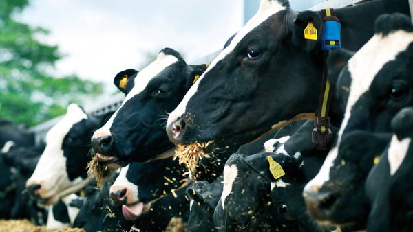 MSD Animal Health despregará a súa gama de produtos e solucións tecnolóxicas na celebración do XXV Congreso Anembe