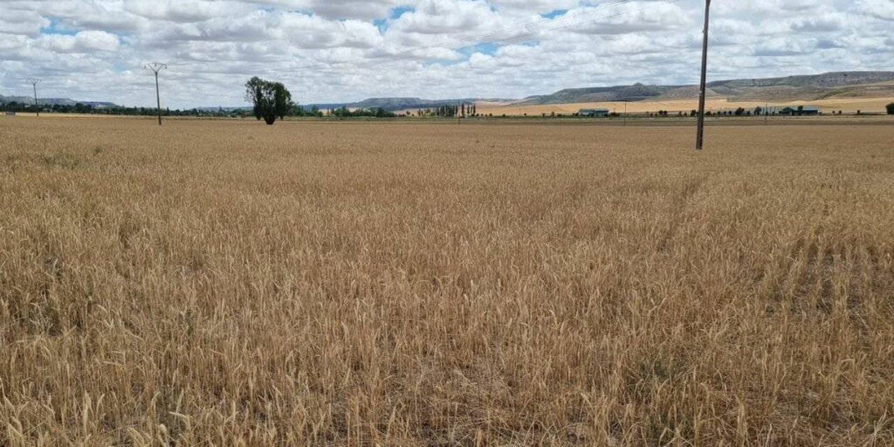 Agroseguro estima indemnizaciones superiores a los 300 millones de euros por los daños provocados por la sequía en cultivos herbáceos