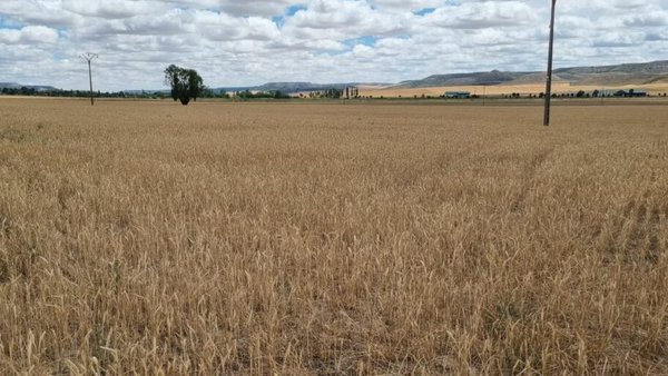 Agroseguro estima indemnizacións superiores aos 300 millóns de euros polos danos provocados pola seca en cultivos herbáceos