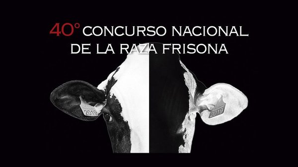 Cuenta atrás para el 40.º Concurso Nacional Frisón de Conafe