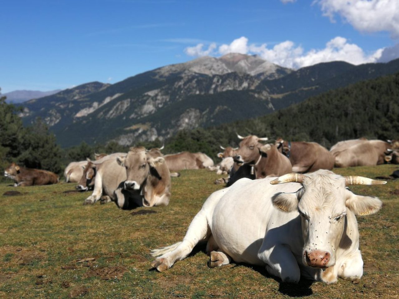 Innotub sinala que os riscos acerca da tuberculose bovina percíbense de maneira diferente nas grandes e pequenas explotacións