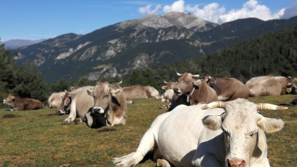 Innotub sinala que os riscos acerca da tuberculose bovina percíbense de maneira diferente nas grandes e pequenas explotacións