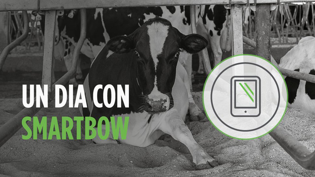 Smartbow®, o sistema de monitorización en vacún leiteiro que facilita a vida do gandeiro
