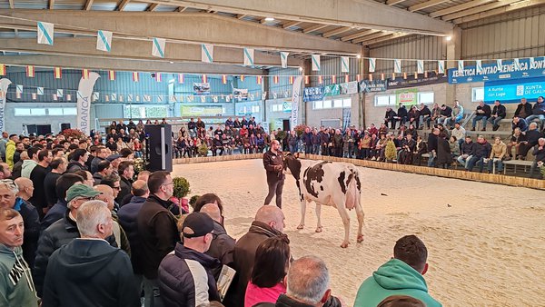 Convócanse as axudas para fomentar certames de gando bovino selecto en Galicia