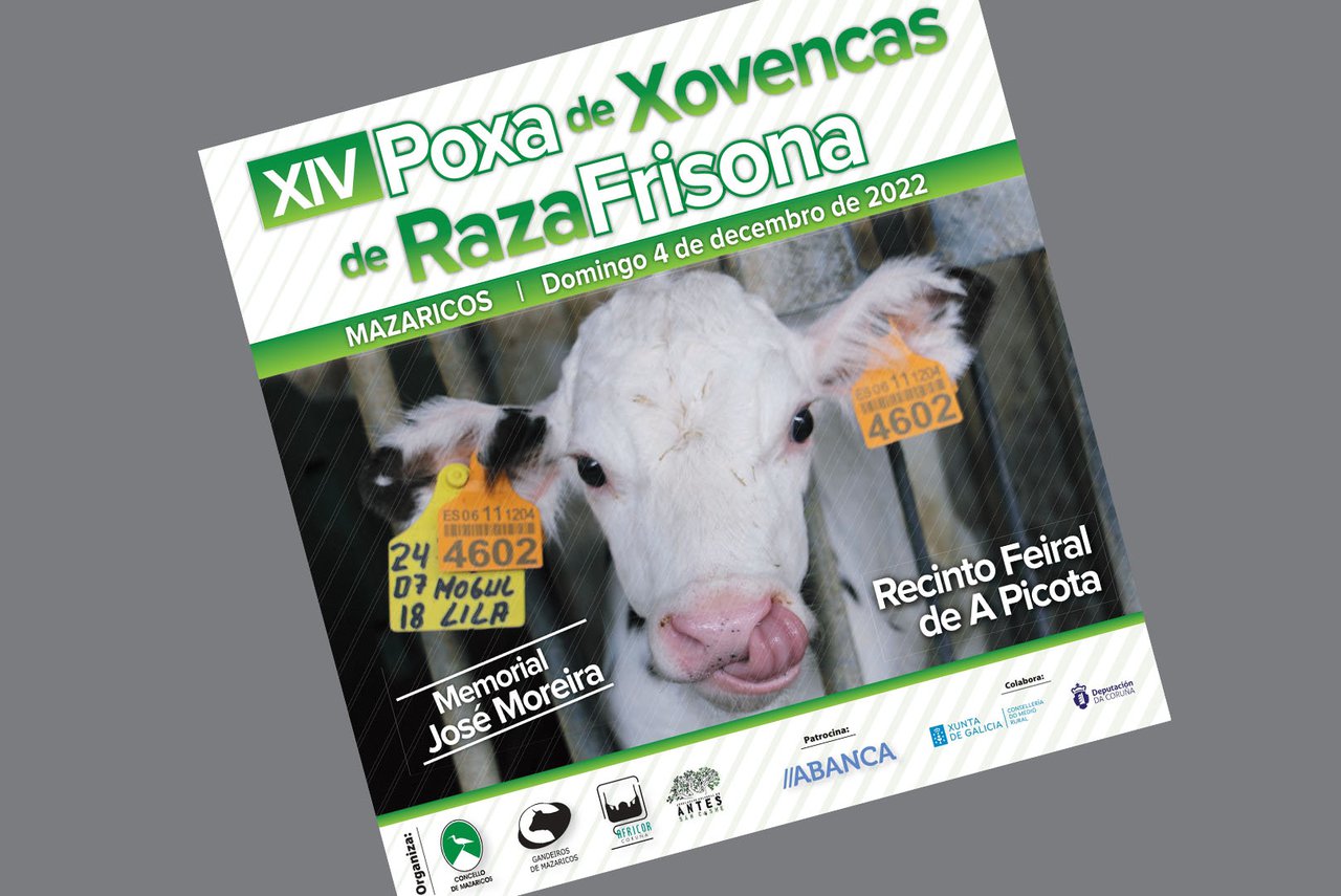 Mazaricos celebra este domingo unha nova edición da súa poxa de xovencas