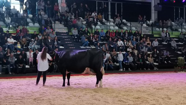 A poxa de Feiradeza alcanzou un volume de negocios de 49.500 euros