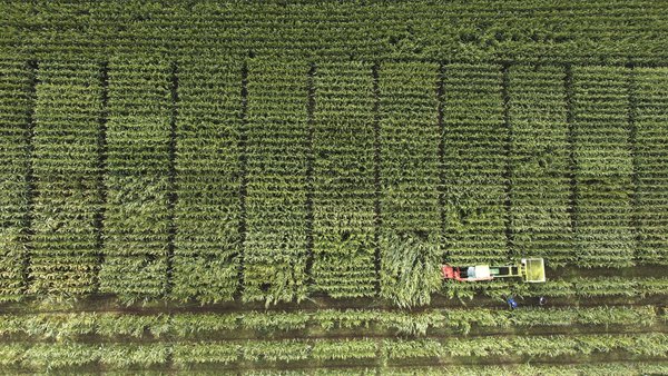 Syngenta: producir más y mejor apoyando al agricultor