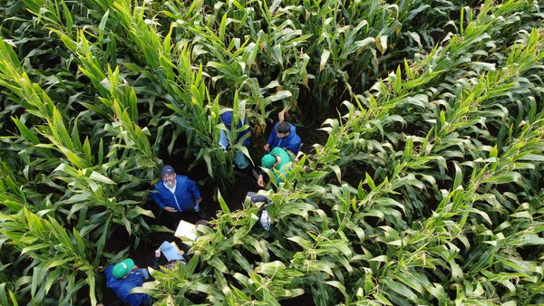 Los híbridos de Syngenta, preparados para resistir las campañas más atípicas