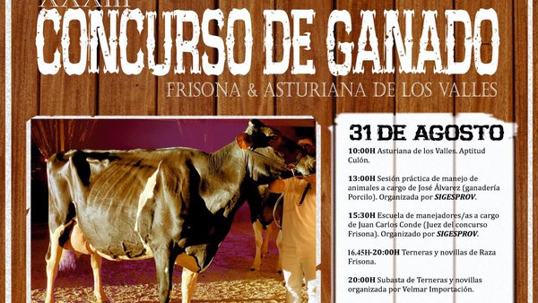 Tineo celebra sus concursos de ganado el último sábado de agosto y primer domingo de septiembre
