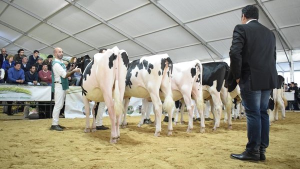 O concurso frisón de Trofa 2019, en vídeo