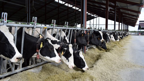 Asegurar o futuro leiteiro con Ucoga: liña 401 para gando vacún