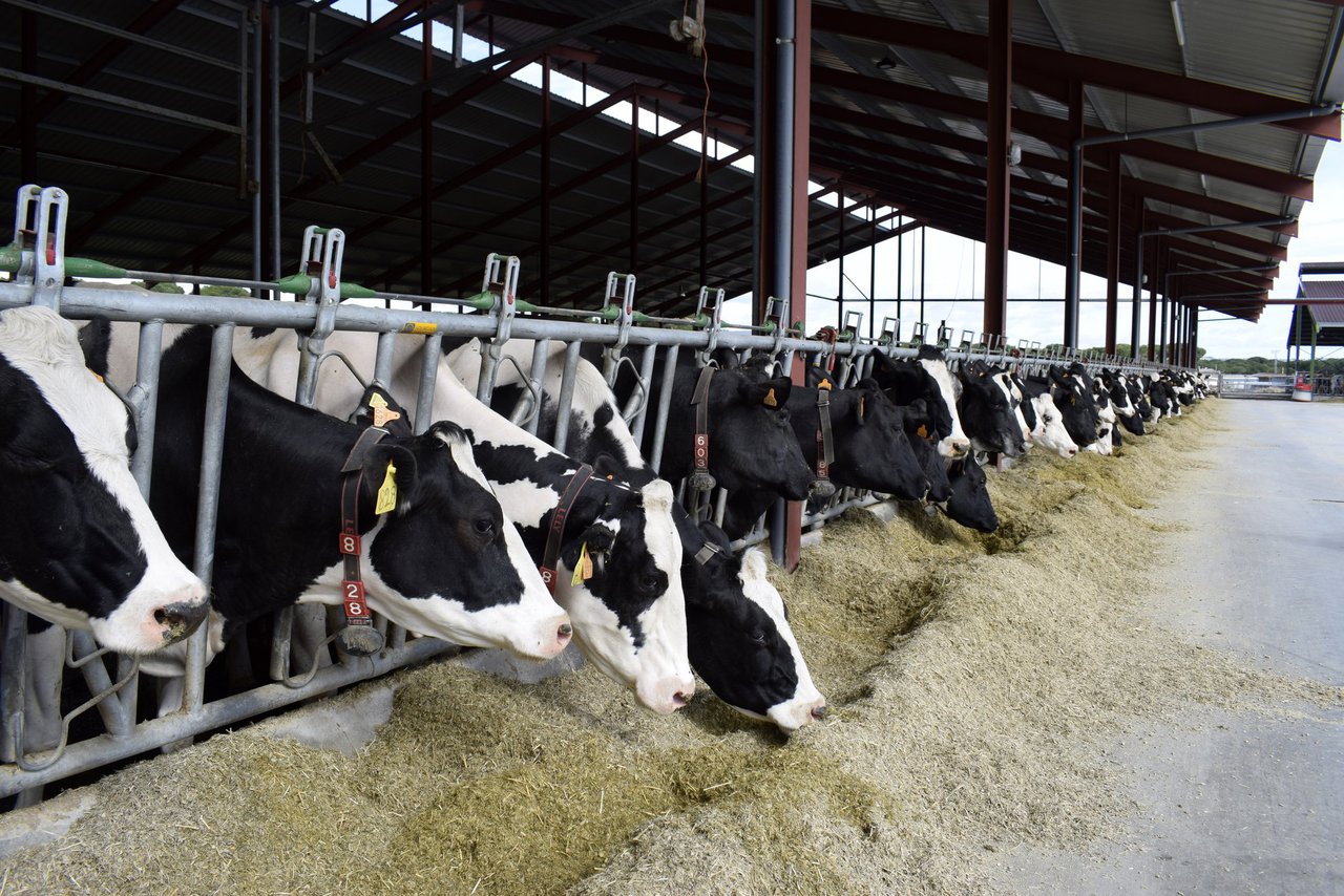 Asegurar el futuro lechero con Ucoga: línea 401 para ganado vacuno
