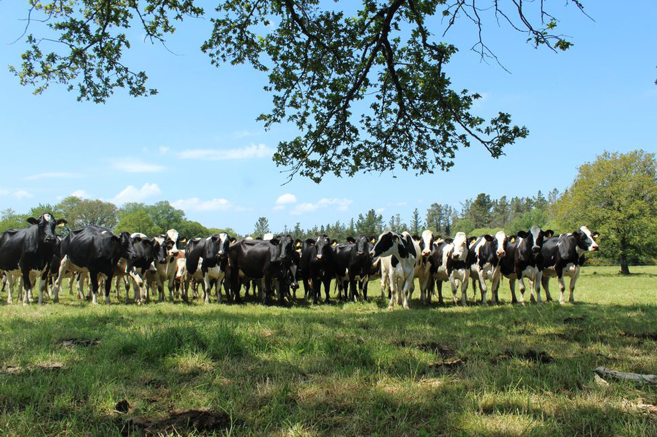 Unións Agrarias considera que a suba do prezo do leite proposto por por Pascual e Naturleite é insuficiente