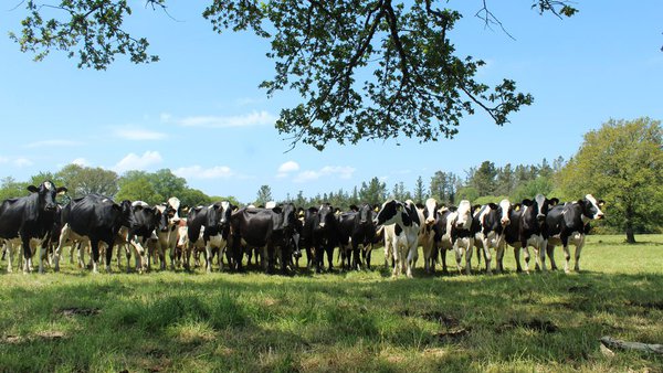 Unións Agrarias considera que a suba do prezo do leite proposto por por Pascual e Naturleite é insuficiente
