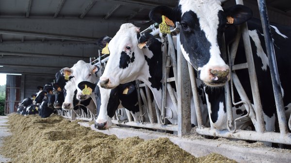 Nova convocatoria de axudas en Galicia para a mellora de explotacións e a incorporación de mozos e persoas de 41 a 55 anos á actividade agrogandeira