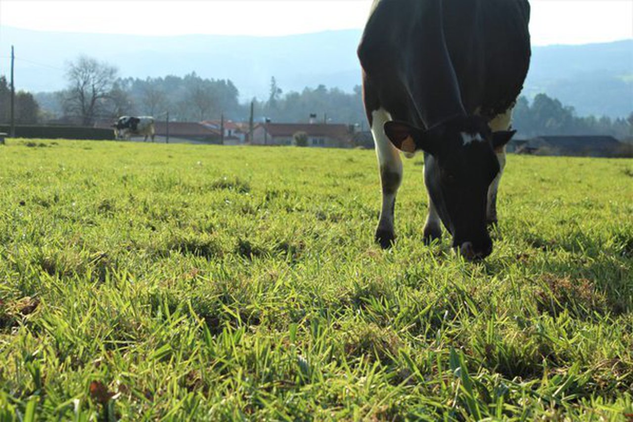 Un curso formativo sobre benestar animal terá lugar en Boqueixón