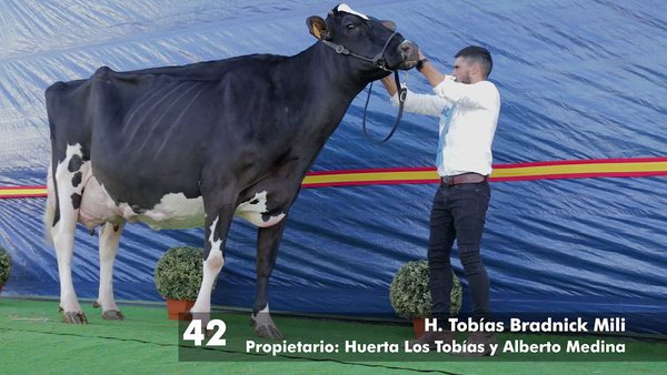 H.Tobías Bradnick Mili revalida o seu título de vaca gran campiona Usías Holsteins