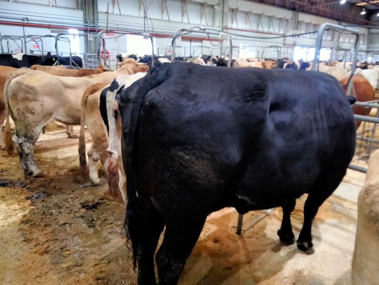 La Central Agropecuaria de Galicia bate el récord de venta de una vaca