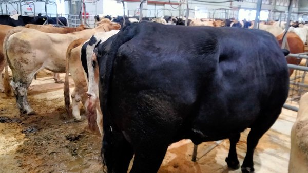 A Central Agropecuaria de Galicia bate o récord de venda dunha vaca