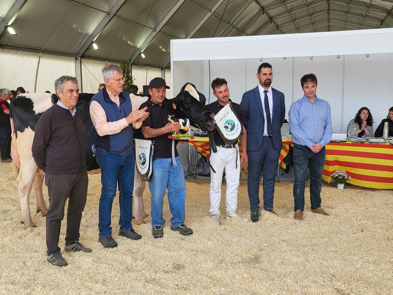 821 Duran Sailing Cardinals procalmouse vaca gran campiona no Concurso de Campllong